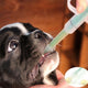 Pet Pill Dispenser - The Best Tool for Administering Medicine and Liquid Diets to Your Pet